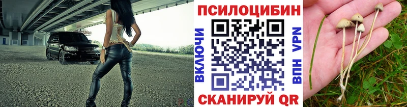 закладка Калач-на-Дону Псилоцибиновые грибы Psilocybine cubensis